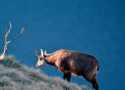 Chamois qui prend la pose